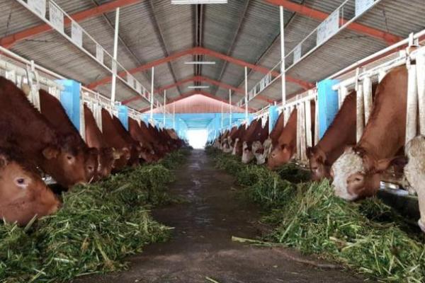 Sikomandan Dongkrak Keberhasilan IB dan Populasi Kerbau Indonesia