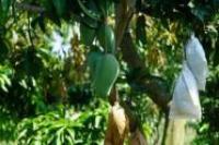 Dorong Kualitas Buah Lokal, Kementan Bentuk Kampung Buah