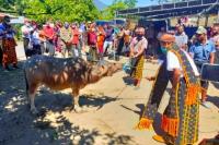 Pha Bhada Ti`i To Waja Na, Ritual Adat Masyarakat Nagakeo Selesaikan Sengketa