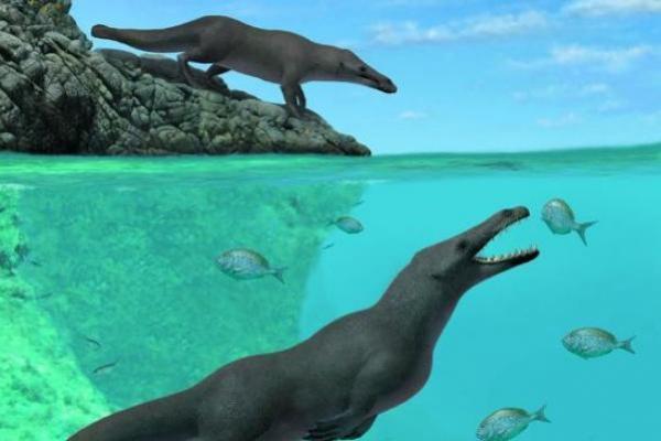 Ditemukan di Mesir, Fosil Paus Berkaki Empat yang Sebelumnya Tidak Diketahui 