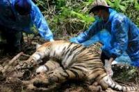 Terkena Jerat, Tiga Harimau Sumatera di Aceh Mati 