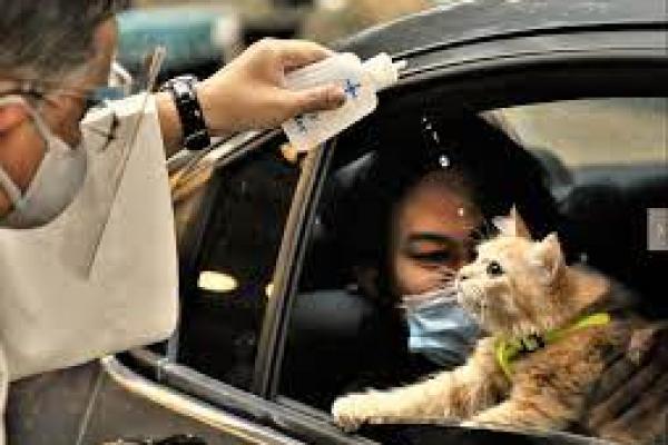 Percikan Air Suci Untuk Hewan Peliharaan Dalam Perayaan Santo Roch di Bolivia 