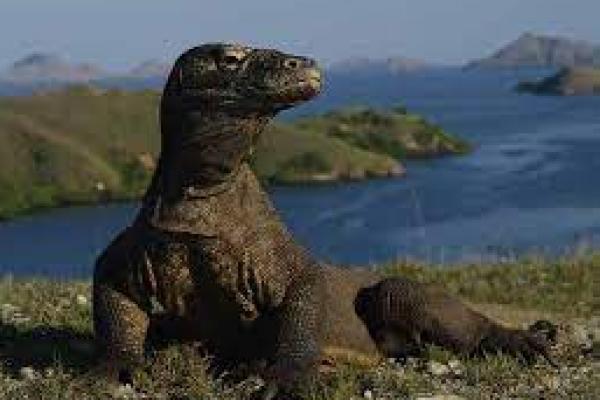 Kuota Pengunjung ke Taman Nasional Komodo Dibatasi