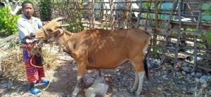 Hilang Sejak Juli, Sapi Warga di Kupang Ditemukan Kembali Tapi Cap Berubah