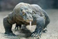 Enam Ekor Komodo Dikembalikan ke Habitat Aslinya ke Cagar Alam Wae Wuul-Manggarai Barat 