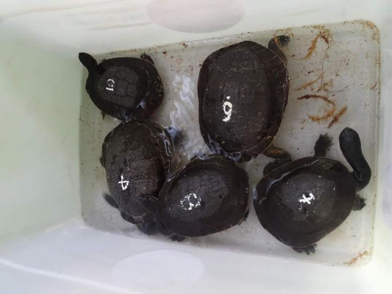   13 Ekor Kura-Kura Leher Ular Dipulangkan dari Singapura