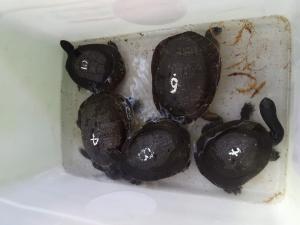   13 Ekor Kura-Kura Leher Ular Dipulangkan dari Singapura