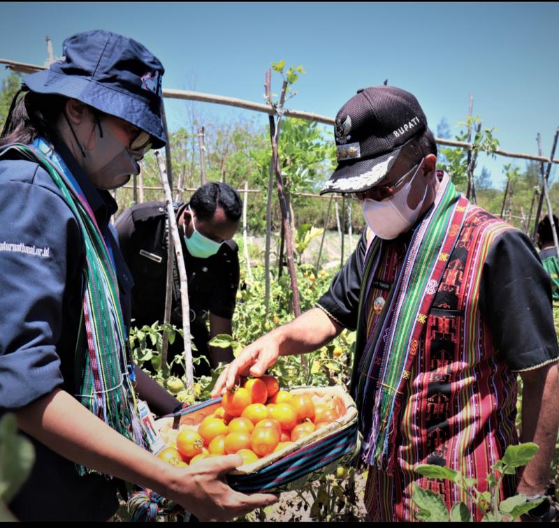   Didukung Bupati TTS, Plan Indonesia Panen Raya Tanaman Hortikultura di Soe