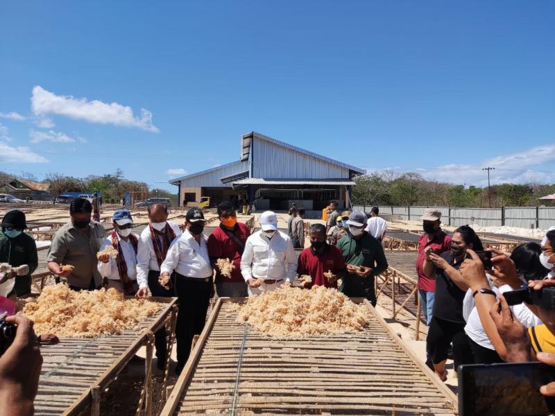 Produksi Rumput Laut NTT Miliki Kualitas Ekspor karena Ramah Lingkungan