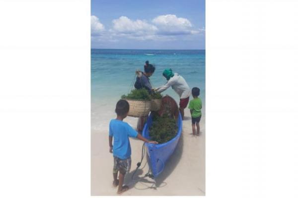 Petani Rumput Laut di NTT Korban Petaka Montara Pertanyakan Peraturan Presiden RI