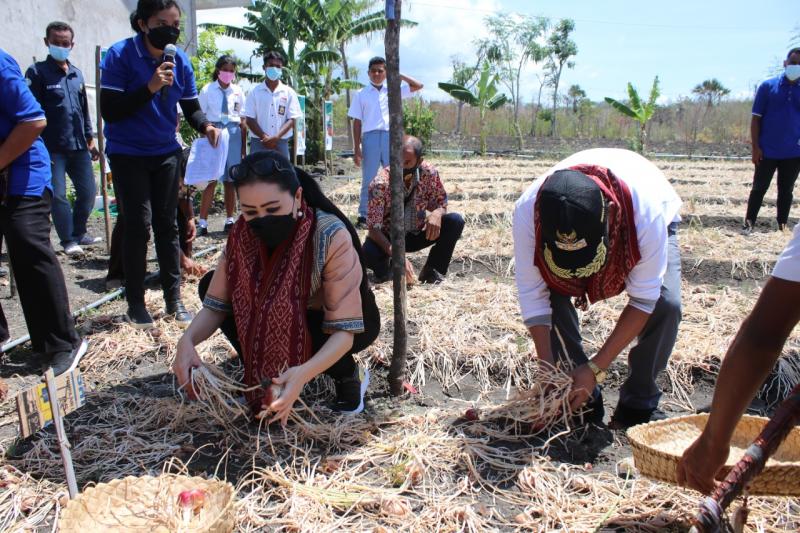 Julie Sutrisno Laiskodat Panen Bawang Merah Bersama Petani di Kupang