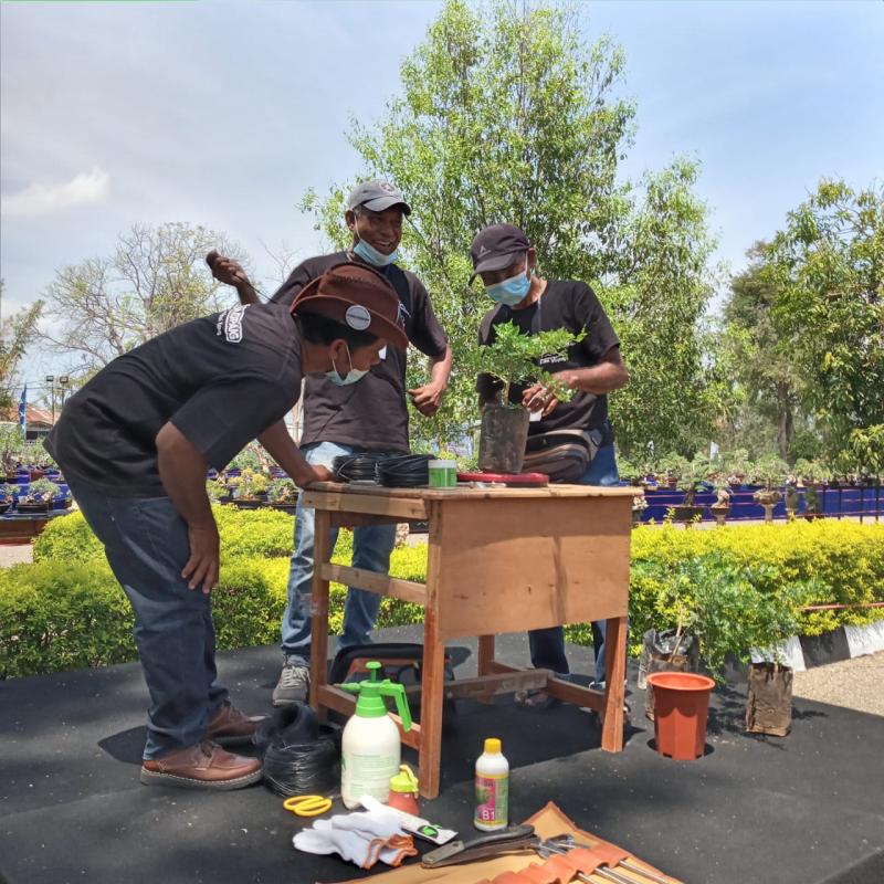   Komunitas Bonsai Gelar Pameran dan Demonstrasi Cara Buat Bonsai di Kupang