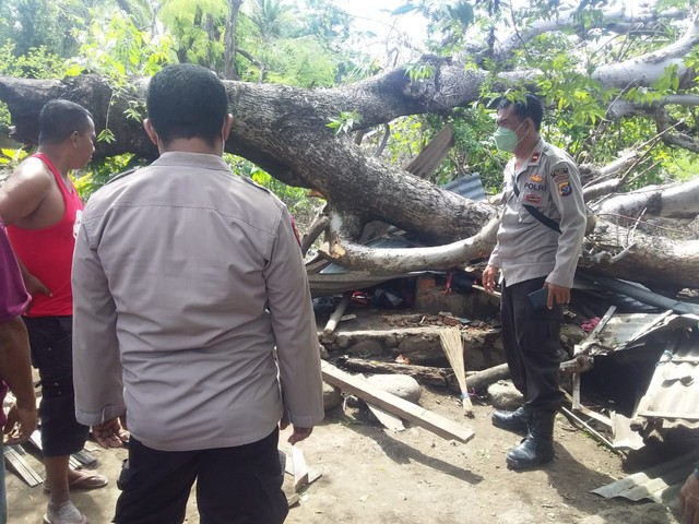 Sedang Mandi, Warga Sikka Tewas Tertimpa Pohon Tumbang