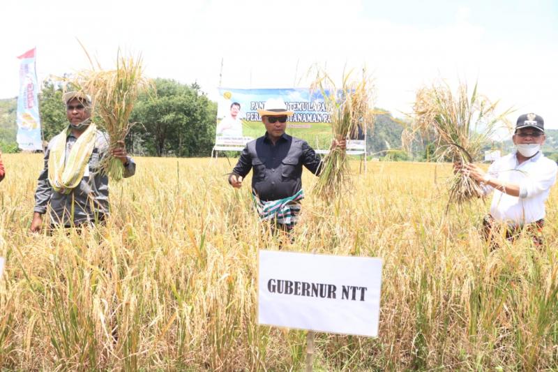  Gubernur VBL: Riset dan Kaji Potensi Pertanian Daerah untuk Tingkatkan Kesejahteraan Masyarakat