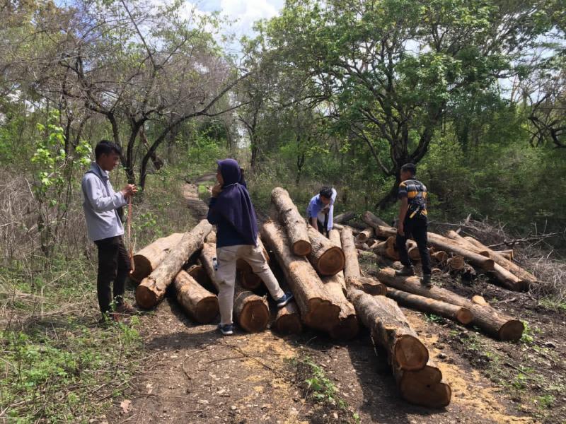 Diduga Dibekengi Oknum TNI AD, Ratusan Pohon Jati Ditebang di Kawasan Hutan Lindung di Kupang