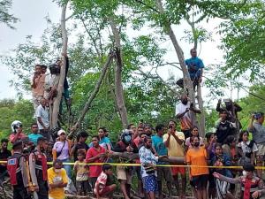 Warga Rela Panjat Pohon Demi Nonton Rekonstruksi Pembunuhan Ibu dan Anak di Kupang