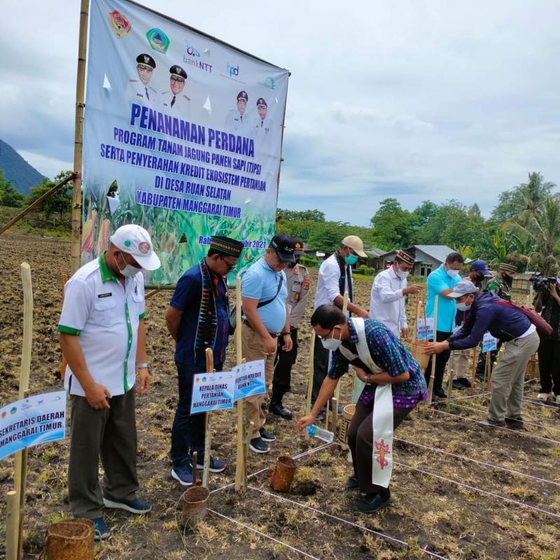 Visi Besar Gubernur VBL Hadirkan Ekosistem Baru Pertanian Didukung Bank NTT