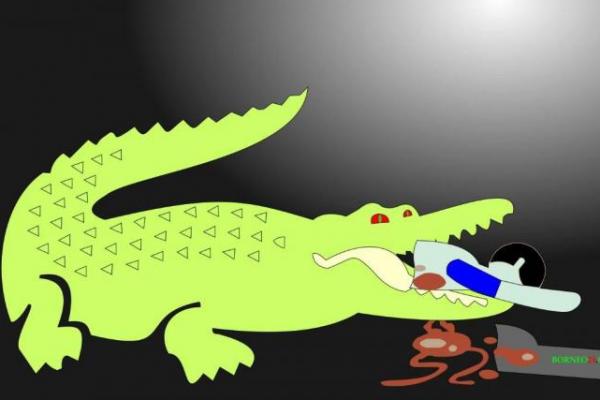 Selama Lima Tahun Terakhir Terjadi 59 Kasus Konflik Buaya dengan Manusia di NTT