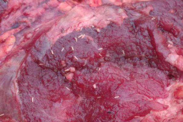 Daging Sapi Penuh Belatung Diamankan Polisi saat Dijual di Pasar Tradisional di TTU