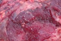 Daging Sapi Penuh Belatung Diamankan Polisi saat Dijual di Pasar Tradisional di TTU