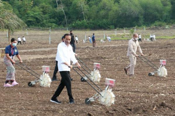 Tinjau Food Estate di Belu, Presiden Jokowi Tanam Jagung bersama Petani 