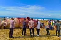Bangkai Paus Seberat 1,5 Ton Terdampar di Pantai Sabu Raijua