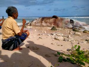 Tokoh Adat di Sabu Raijua Lakukan Ritual Adat Sebelum Kubur Bangkai Paus Sperma