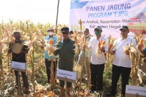 Gubernur NTT Panen Jagung di Desa Anakoli Kabupaten Nagekeo