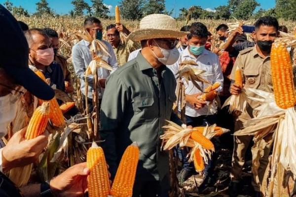 NTT Kirim Perdana 1000 Ton Jagung Program TJPS ke Surabaya