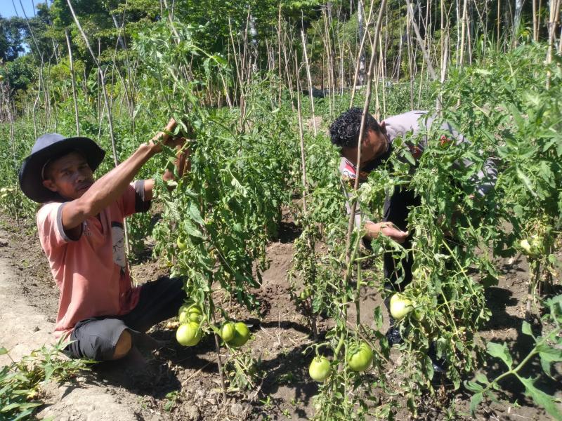 Polisi di Perbatasan RI-Timor Leste Sulap Lahan Tidur jadi Kebun Tomat