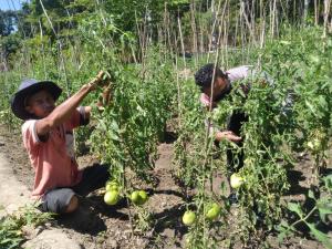 Polisi di Perbatasan RI-Timor Leste Sulap Lahan Tidur jadi Kebun Tomat