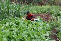 Kisah Inspiratif, Bhabinkamtibmas di Kupang Bina Warga dengan Garap Lahan Losong jadi Lahan Produkti