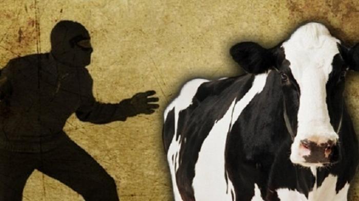 Pencurian ternak sapi dengan sistim bantai di tempat kembali terjadi di wilayah hukum Polres Kupang akhir pekan lalu. Yeskial Tonin Tonaka, warga Kecamatan Kupang Timur, Kabupaten Kupang mengaku kehilangan dua ekor sapi miliknya.