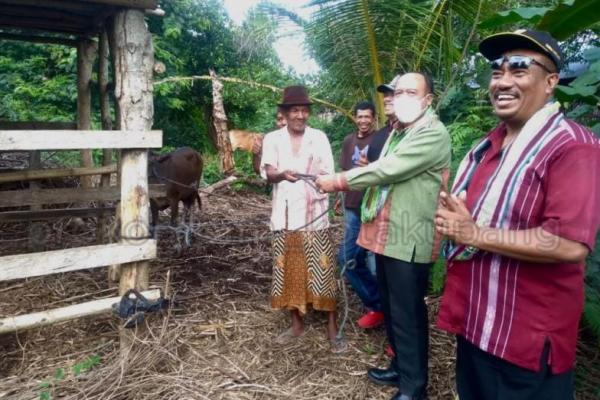 Pemkot Kupang Serahkan Sapi Bantuan Pokir Dewan untuk 4 Kelompok Tani di Fatukoa