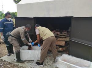  Ratusan Kilogram Daging Celeng sitaan Asal Sulawesi Tenggara Dimusnahkan 