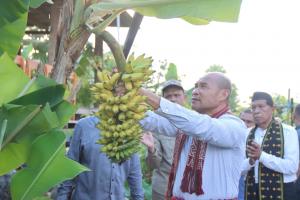 Gubernur NTT Panen di Kebun Percontohan Kelompok Tani Kampung Daun Desa Baumata 