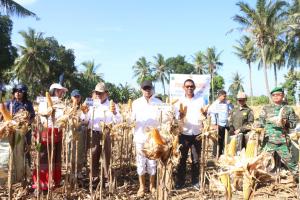 Gubernur NTT Panen Jagung Program TJPS dan Penandaan Sapi di Desa Litamali-Malaka