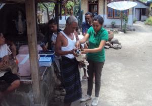  KLB Rabies di Sikka, Lima Kecamatan Diisolasi
