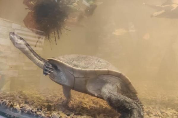  Kura-kura Leher Ular Diterbangkan Pakai Garuda Airlines dari Singapura ke Kupang