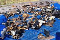 Polisi Bekuk Pelaku Penangkap Penyu di Perairan Sumba Timur