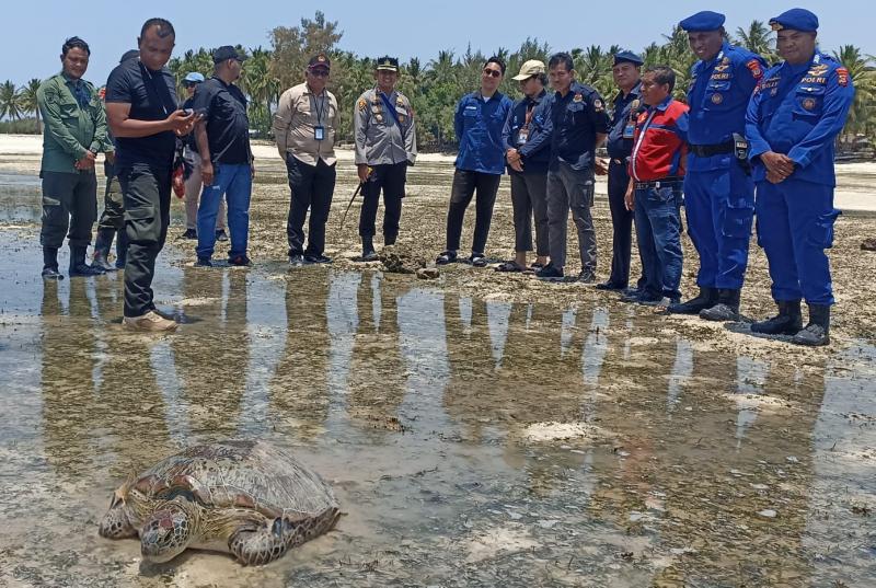 Empat Penyu Hijau Dilepasliarkan ke Laut di Pantai Walakiri-Sumba Timur
