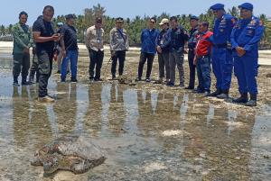 Empat Penyu Hijau Dilepasliarkan ke Laut di Pantai Walakiri-Sumba Timur