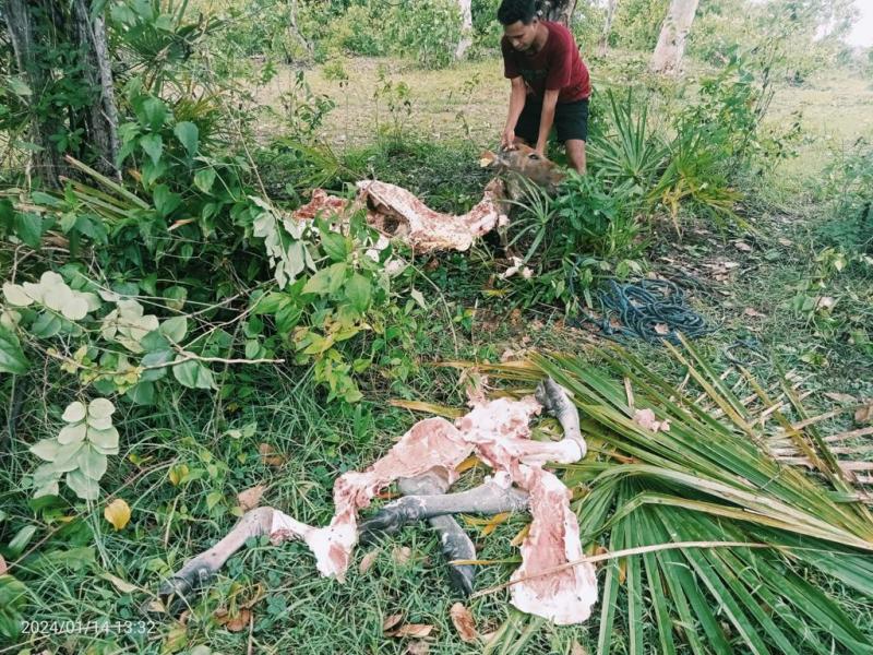 Pencurian ternak sapi terjadi lagi di wilayah hukum Polsek Kupang Timur, Polres Kupang. Pencuri melakukan aksi bantai di tempat dan hanya menyisakan dan meninggalkan tulang serta jeroan sapi.