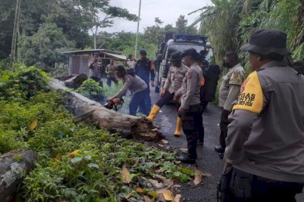 Anggota BKO Polda NTT di Flotim Bersihkan Jalan dari Pohon yang Tumbang