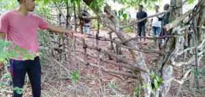 Curi Kuda, Empat Petani di Rote Ndao Diamankan Polisi