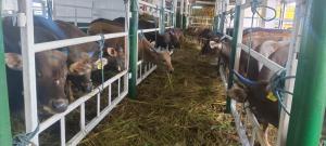 550 Ekor Sapi Dikirim dari NTT ke Banjarmasin-Kalimantan Selatan Pakai Kapal Tol Laut