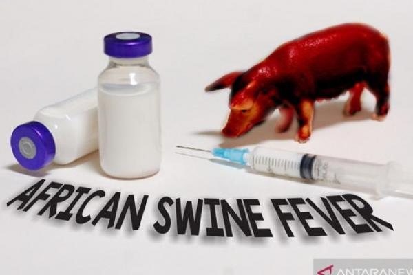 Waspada! Virus ASF Serang Kabupaten Sikka, 74 Ekor Babi Mati
