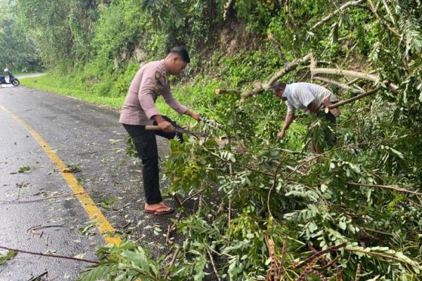 Hujan Deras Akibatkan Pohon Tumbang dan Tanah Longsor di Wolowaru