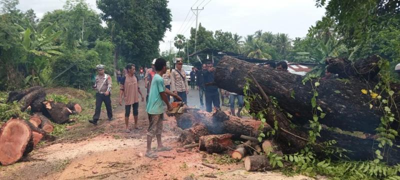 Pohon Reo di Maumere-Sikka Tumbang Diterpa Angin Kencang