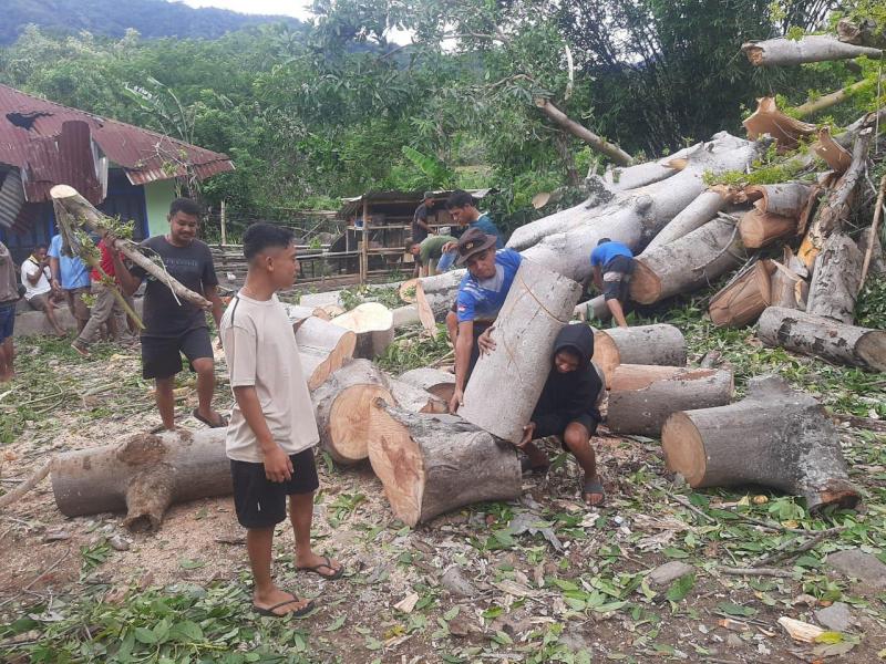 Pohon kapuk di Desa Lisedetu, Kecamatan Wolowaru, Kabupaten Ende tumbang diterpa hujan dan angin kencang, Kamis (14/3/2024). Pohon kapuk yang tumbang ini menimpa dua buah bangunan rumah milik warga di sekitar lokasi kejadian.